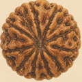 Rudraksh